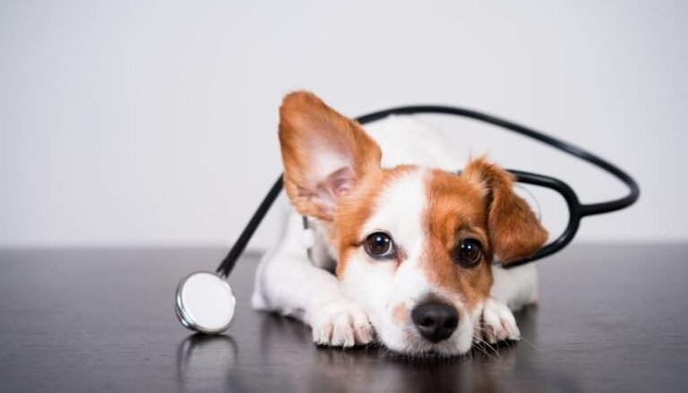 Exploring the Benefits of TruCut Biopsies in Pet Health Assessments